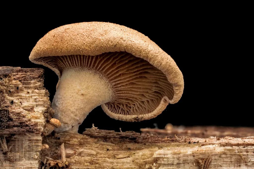 A close-up of a mushroom